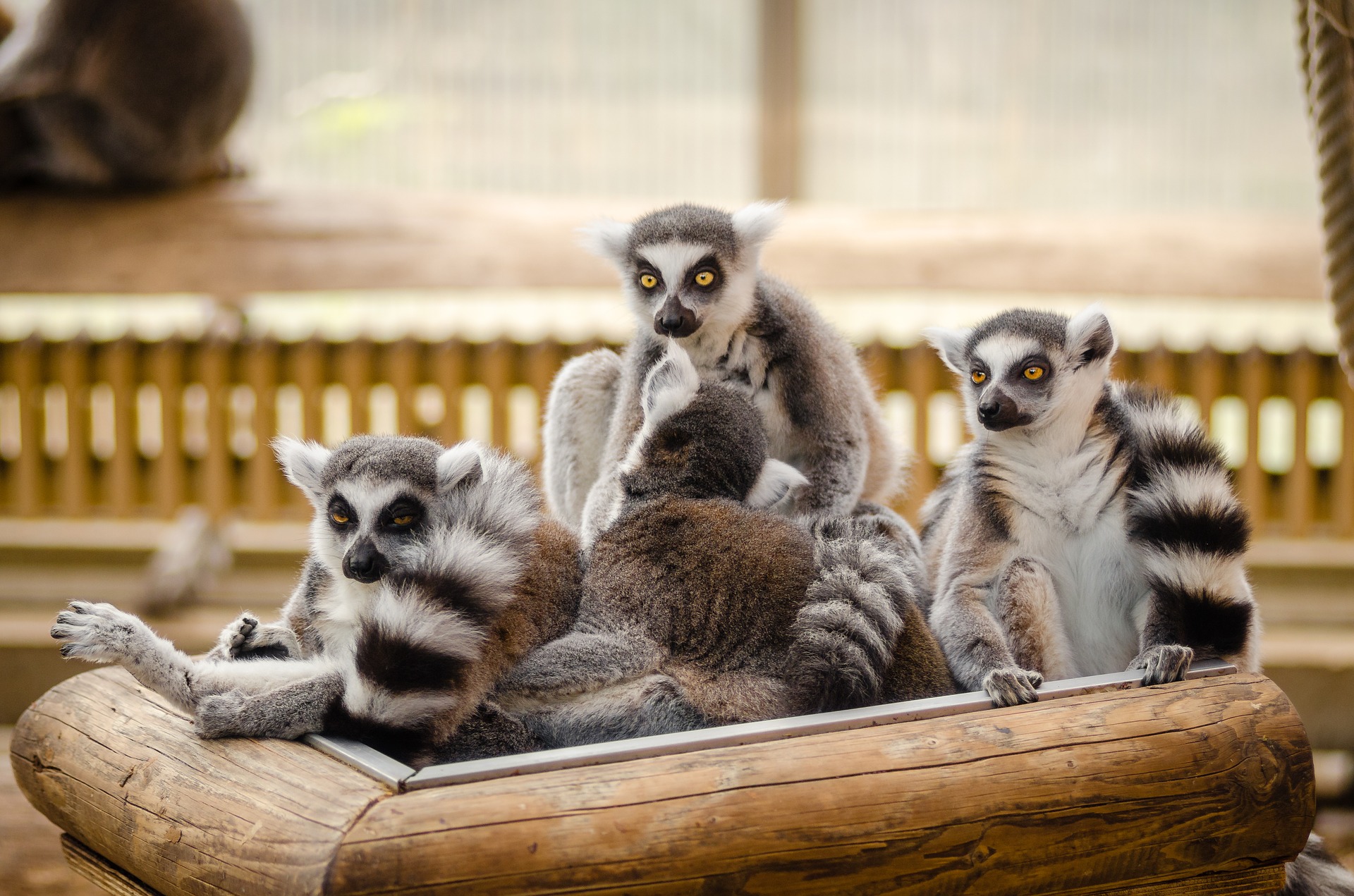 Madagascar lemurer reseinspiration