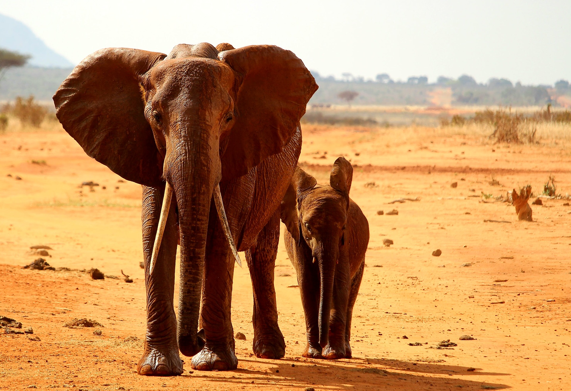 Elefant Afrikas Djurliv
