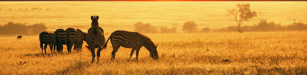 afrikas djurliv 21 underbara bilder