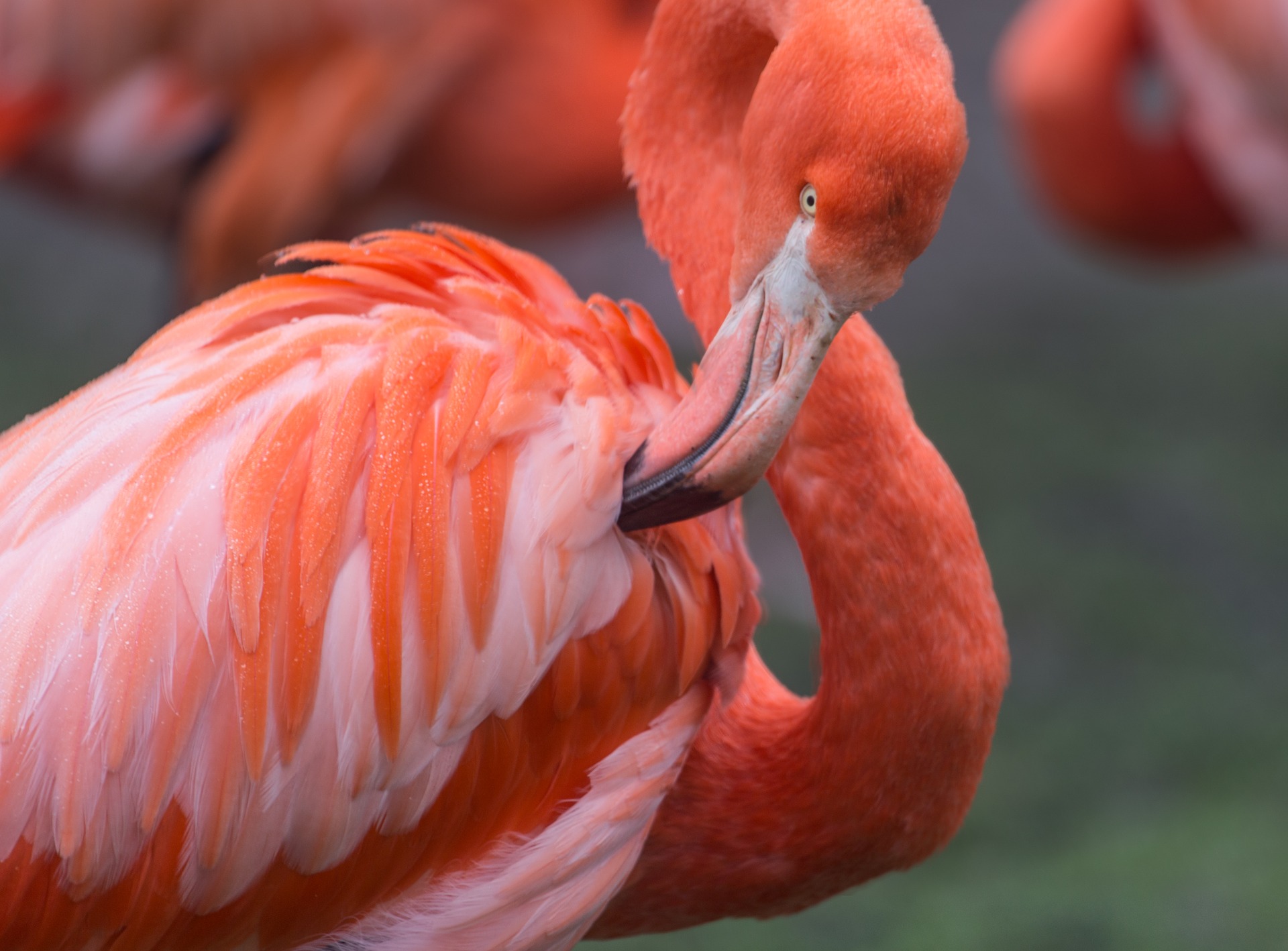 Flamingo Afrikas Djurliv