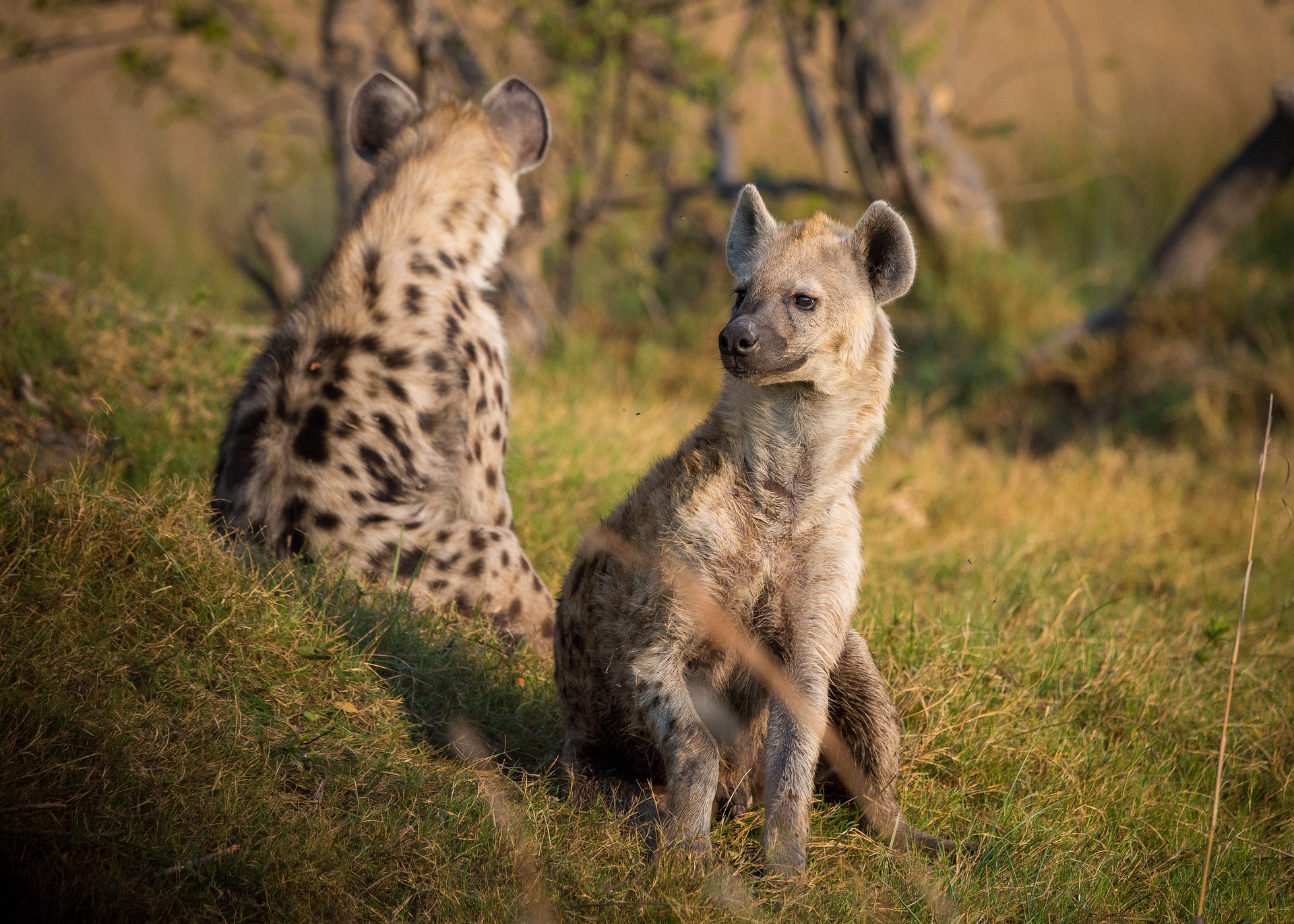 Hyenor Afrikas Djurliv