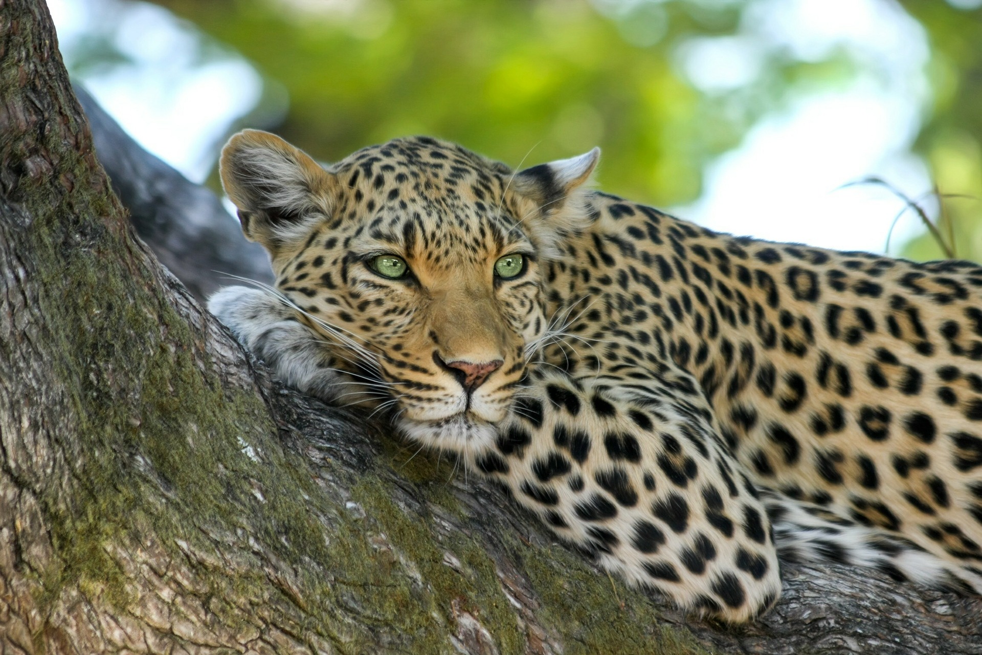 Leopard Afrikas Djurliv