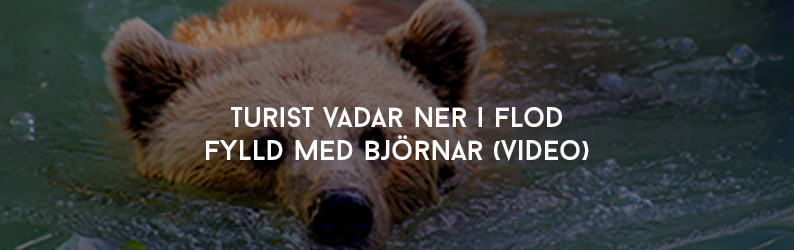 Turist vadar ner i flod fylld med björnar (Video)
