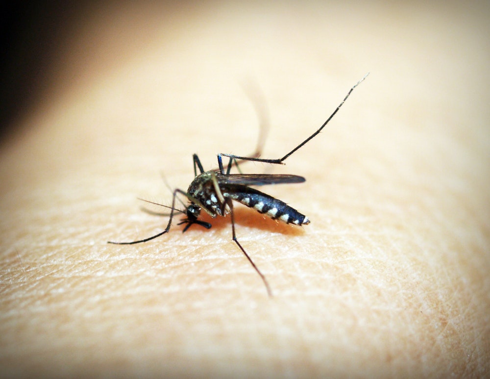 Mygga som sprider sjukdomar